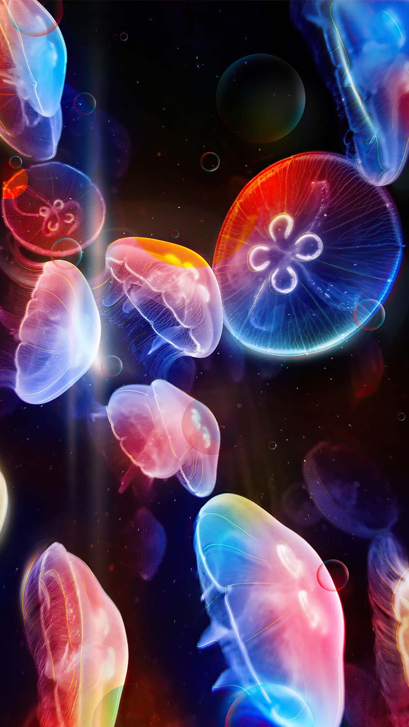 Jellyfish Glow iPhone Wallpaper HD
