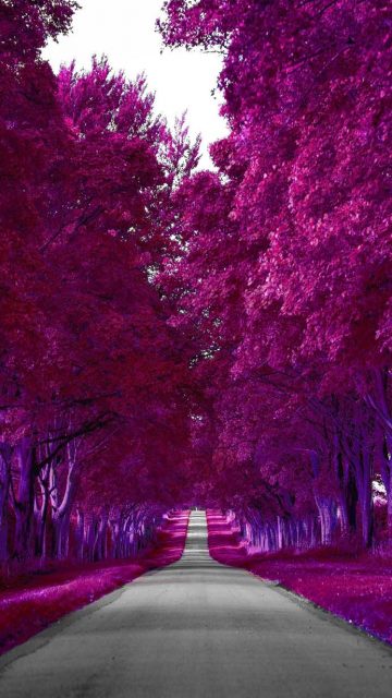 Pink Forest Road iPhone Wallpaper HD