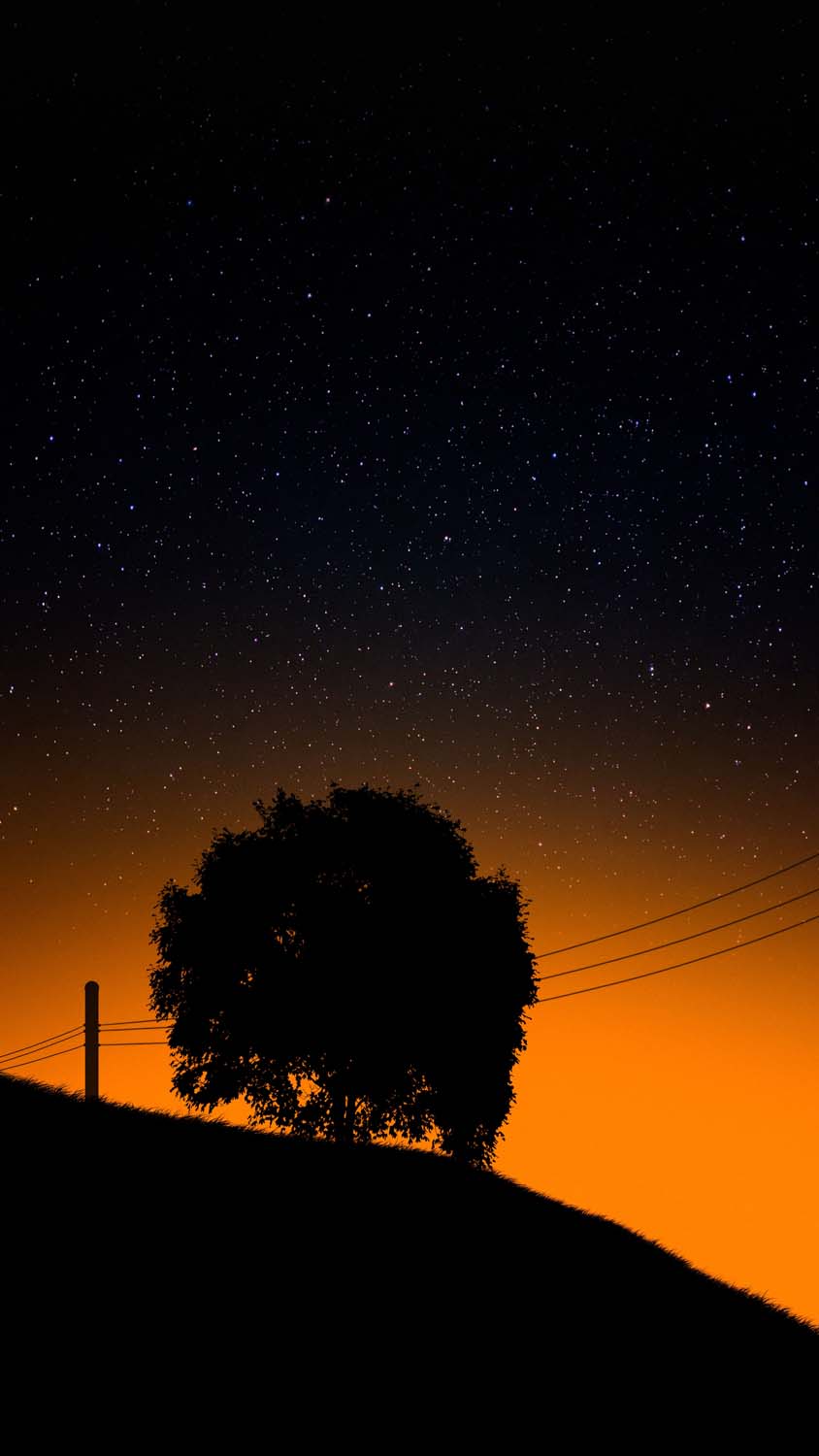 Sunset Silhouette Tree iPhone Wallpaper HD
