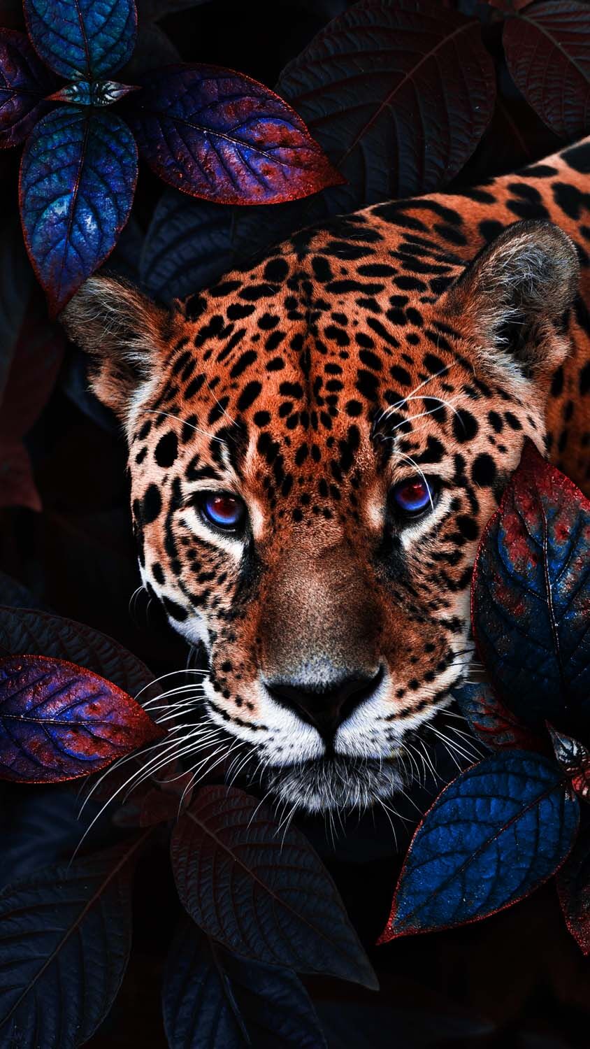 Jaguar Predator Animal iPhone Wallpaper HD