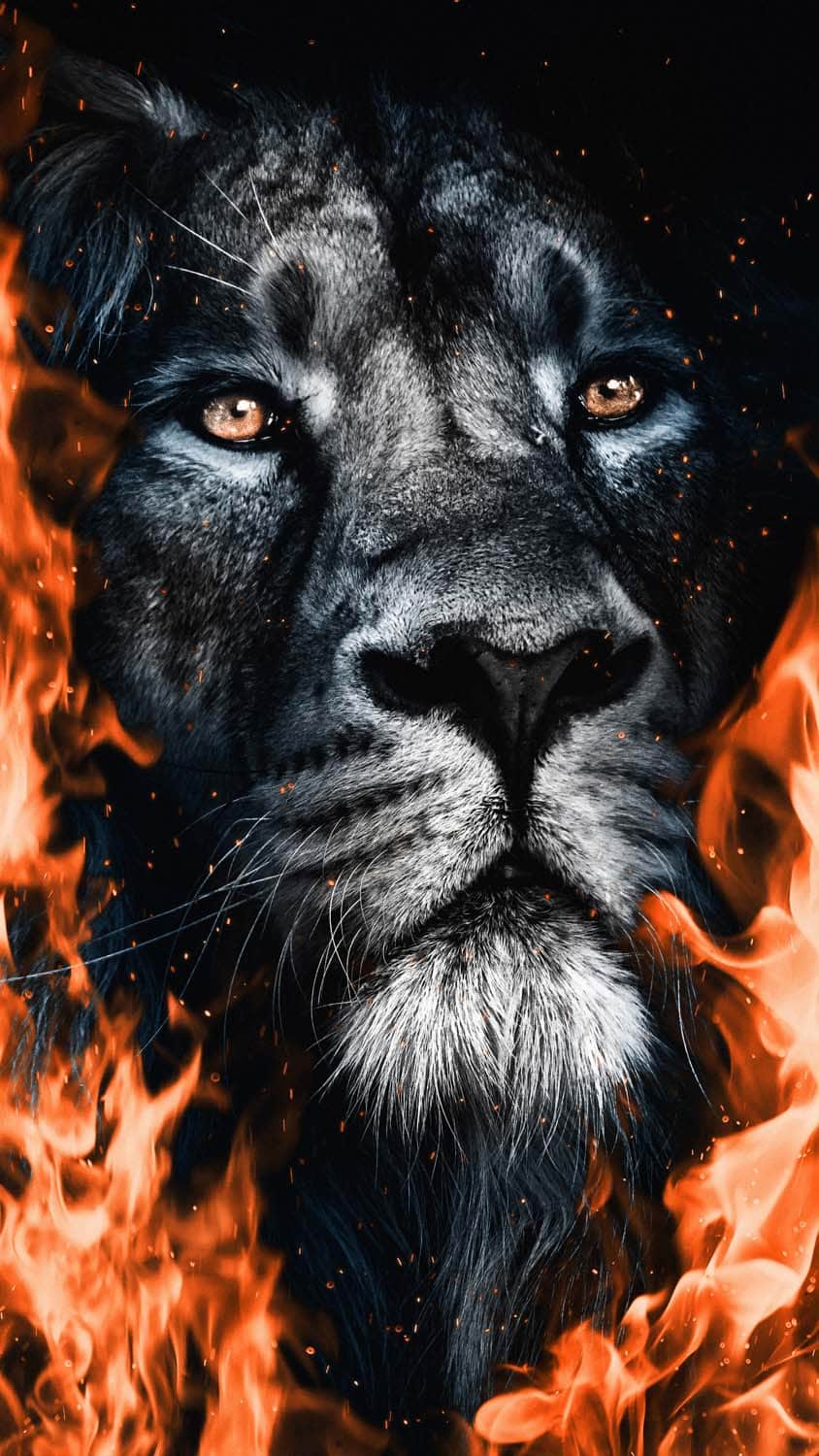 Lion Fire iPhone Wallpaper HD