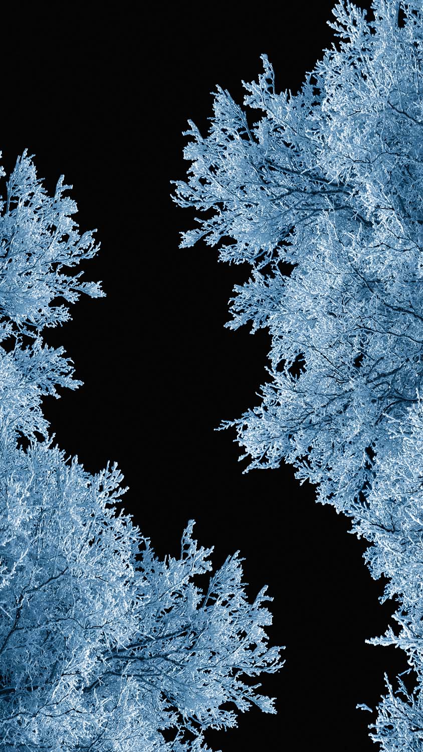 Night Snow Trees iPhone Wallpaper HD