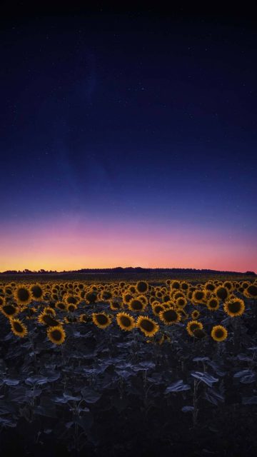 Sunflower Farm iPhone Wallpaper HD