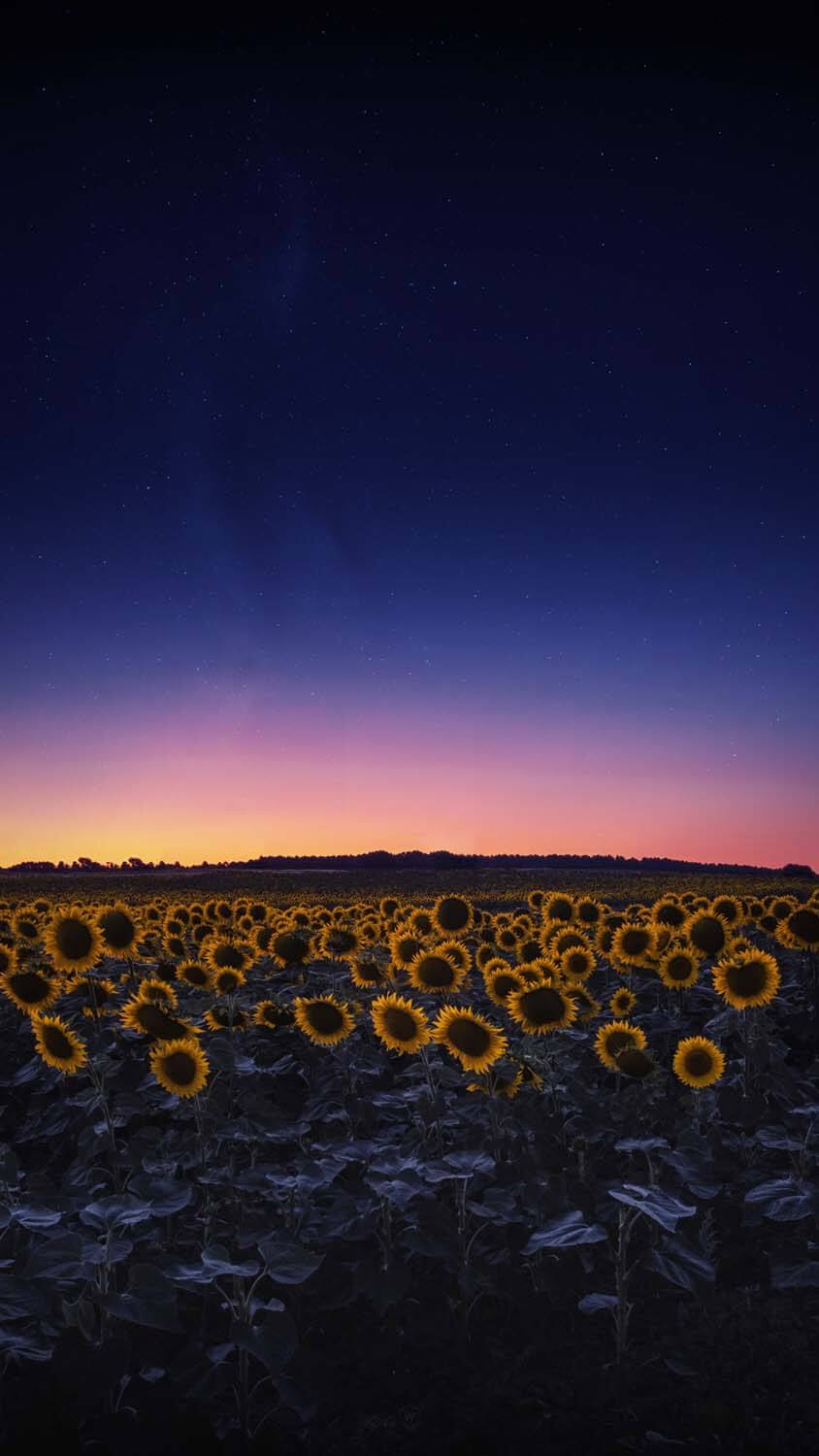 Sunflower Farm iPhone Wallpaper HD