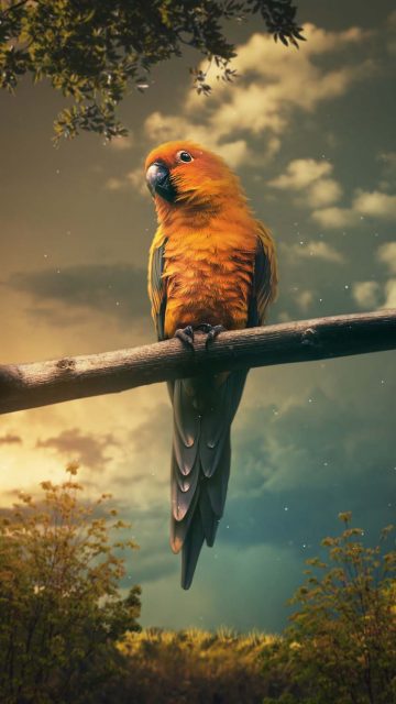 Cute Parrot iPhone Wallpaper HD