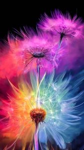 Dandelions Colorful Flowers iPhone Wallpaper HD