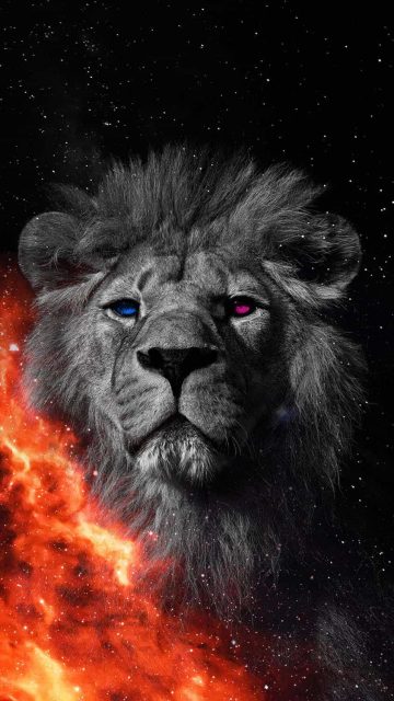 Lion on Fire iPhone Wallpaper HD