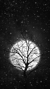 Moon Behind Tree iPhone Wallpaper HD