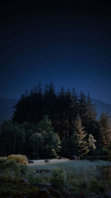 Night Trees iPhone Wallpaper HD