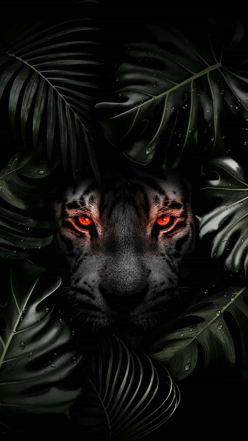Predator Tiger iPhone Wallpaper HD
