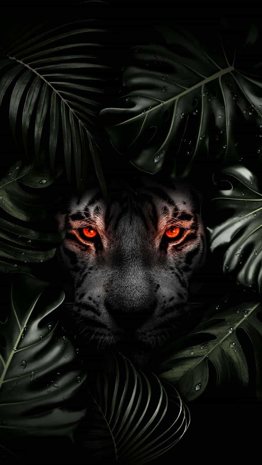 Download Half Face Of Black Tiger Wallpaper  Wallpaperscom