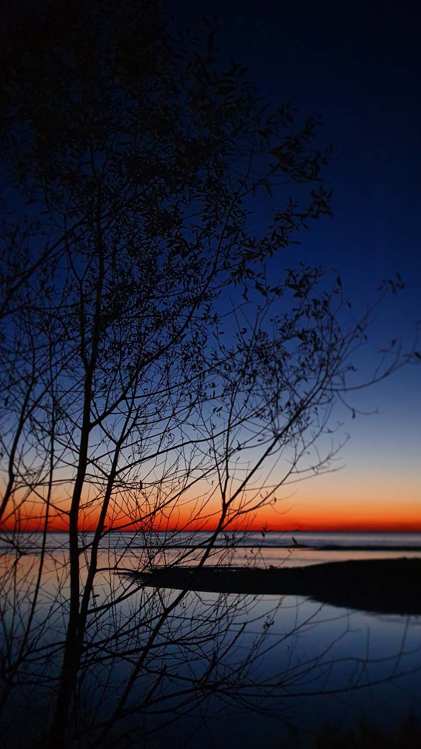Sunset Beach Tree iPhone Wallpaper HD