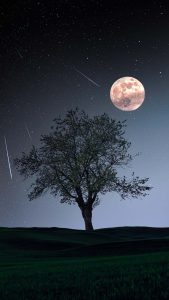Tree Moon iPhone Wallpaper HD