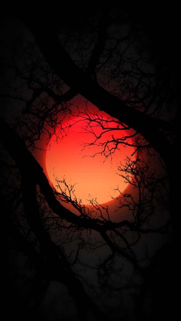 Blood Moon from Tree iPhone Wallpaper HD