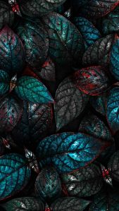 Dark Leaves Foliage iPhone Wallpaper HD