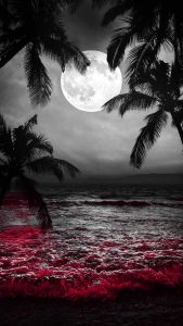 Palm Tree Moon iPhone Wallpaper HD