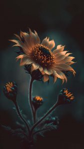 Sin Flower iPhone Wallpaper HD