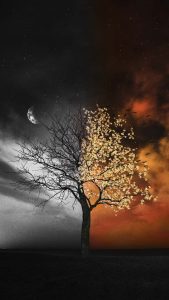 The Nature iPhone Wallpaper HD