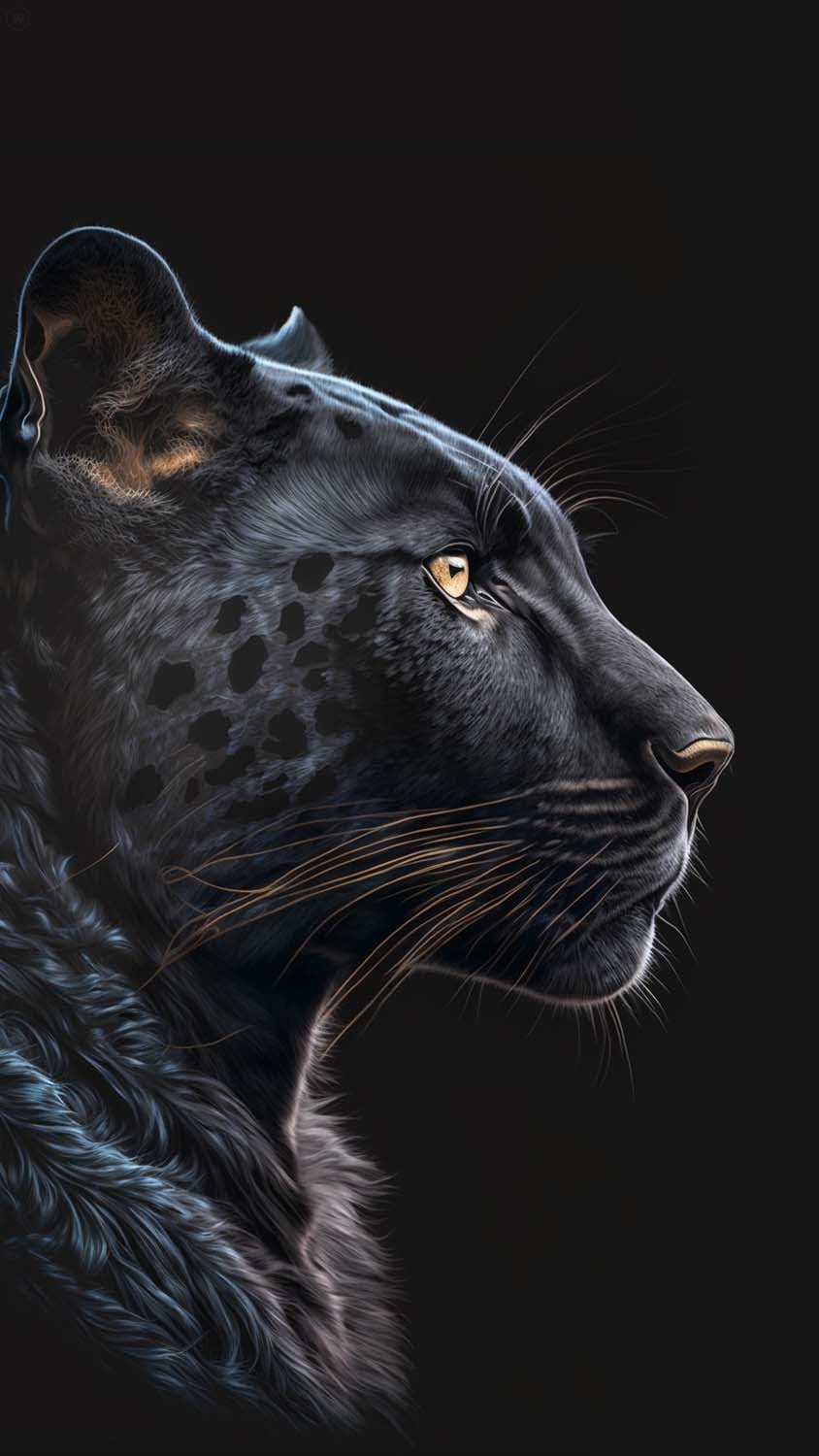 Black Jaguar HD wallpaper