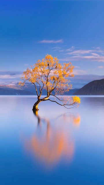 Lake Tree iPhone Wallpaper HD