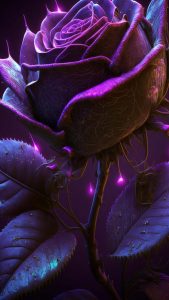 Rose Glow iPhone Wallpaper HD