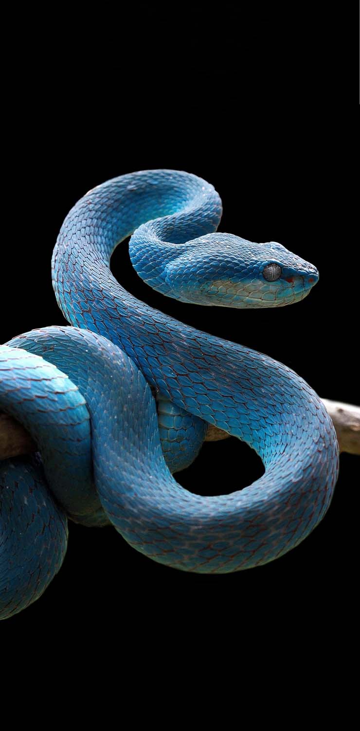 Viper Snake iPhone Wallpaper HD