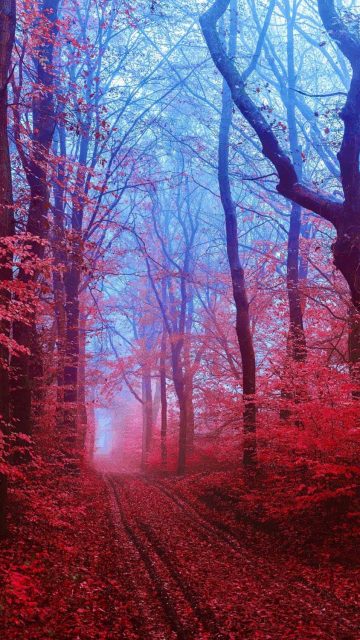 Red Autumn Forest iPhone Wallpaper HD