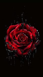 Rose in Darkness iPhone Wallpaper 4K