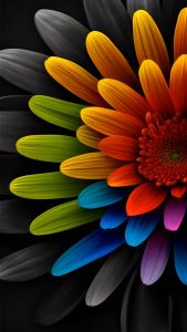 Flower XDR OLED iPhone Wallpaper 4K