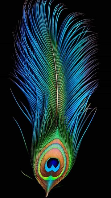 Peacock Feather iPhone Wallpaper 4K