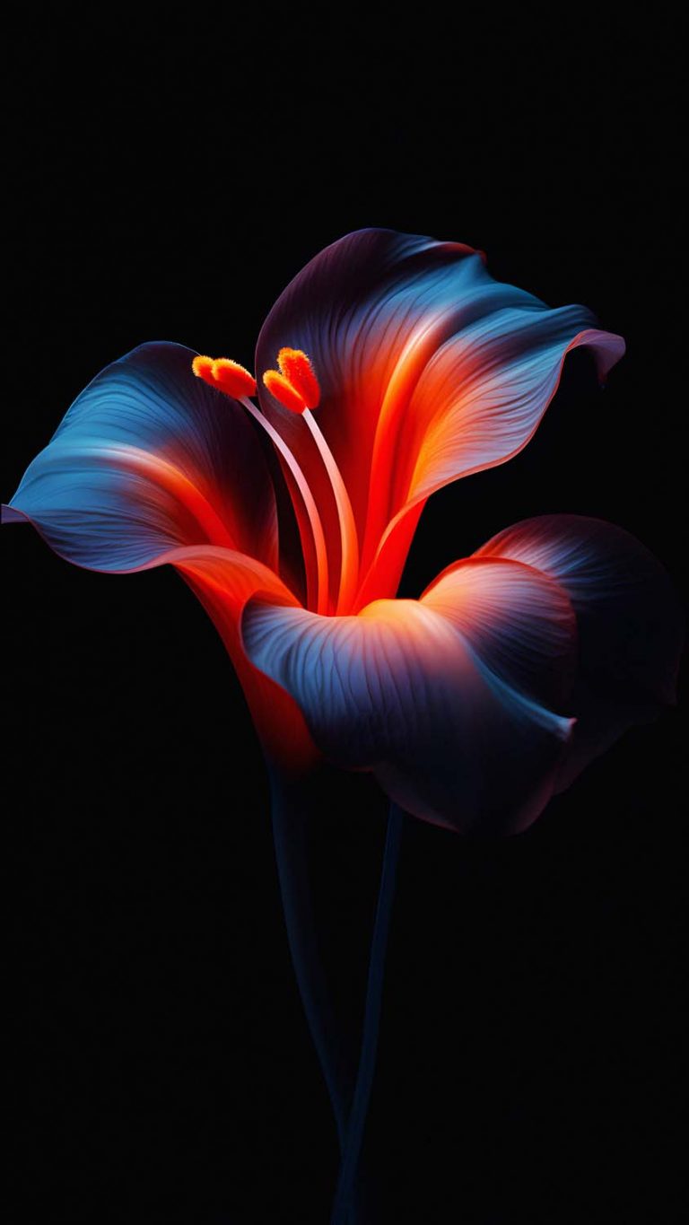 OLED Dark Flower iPhone Wallpaper 4K iPhone Wallpapers