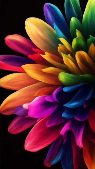 Colorful Flower iPhone Wallpaper 4K