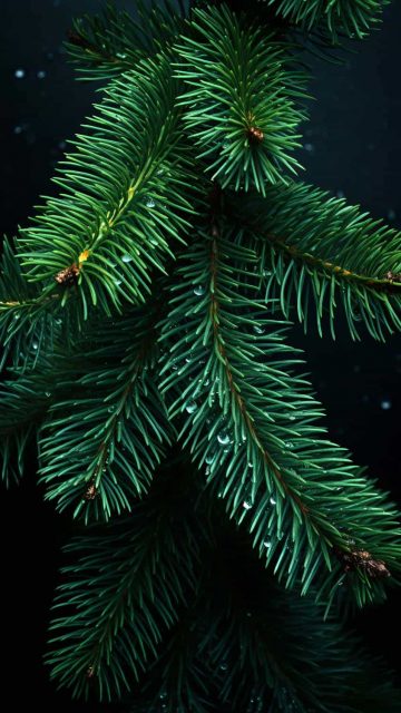 Branches of Christmas Tree iPhone Wallpaper 4K