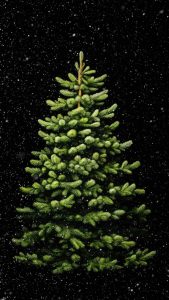 Xmas Tree iPhone Wallpaper 4K
