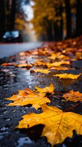 Autumn Road Reflection iPhone Wallpaper