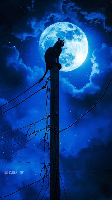 Moonlight Cat iPhone Wallpapers