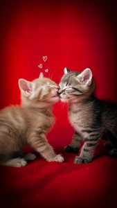 Cat Valentines Day iPhone Wallpaper