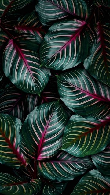 Green Foliage Background iPhone Wallpaper HD