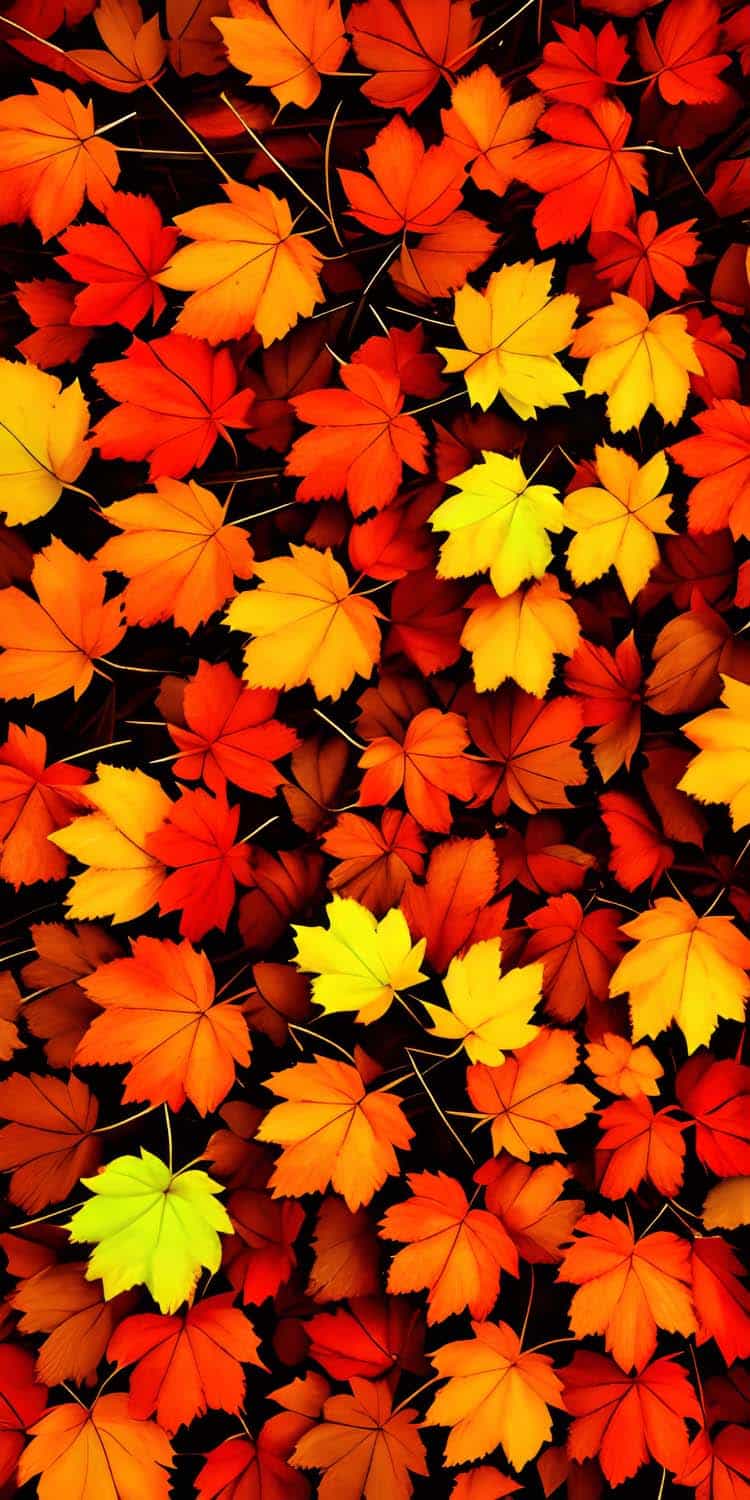 Autumn Time Wallpaper