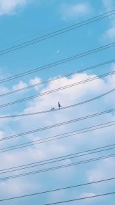 walk on powerlines