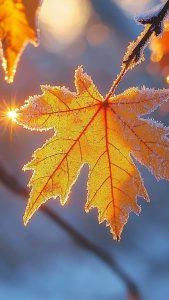 Frozen Maple Tree Leaves Wallpaper