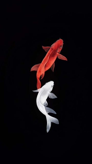 Koi Fish Wallpaper