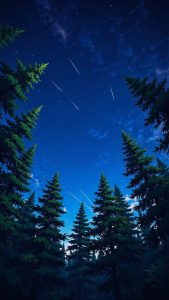 Forest Trees Night Shooting Stars iPhone Wallpaper