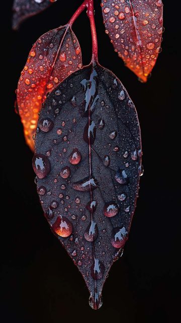 Macro Leaves Water Drops iPhone Wallpaper