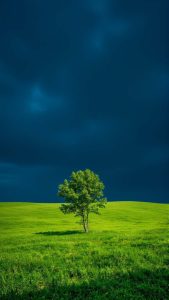 Green Fields iPhone Wallpaper