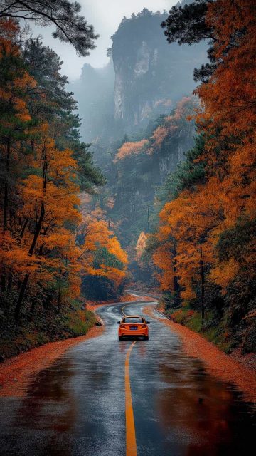 Wet Road Autumn iPhone Wallpaper