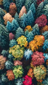 Colorful Trees iPhone Wallpaper