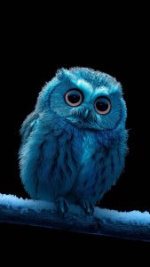 Baby Owl iPhone Wallpaper