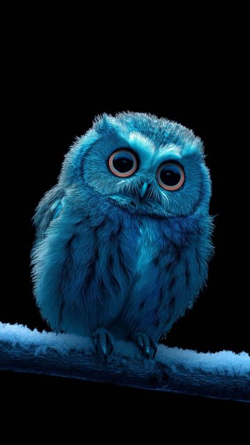 Baby Owl iPhone Wallpaper