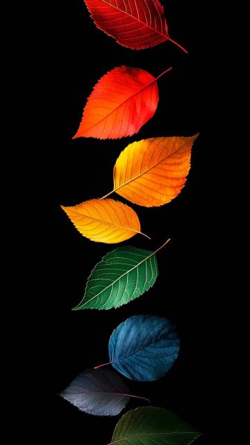 Colorful Leaves iPhone Wallpaper